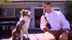 Dog Has Perfect Response When Reporter Asks How He Copes With