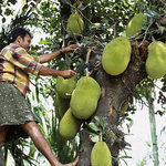 The Guardian Wrote An Article On Jackfruit And Malayalis Are Not Having