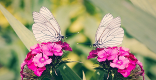 Troc de graines et de plantes 2019 à Lille (59)