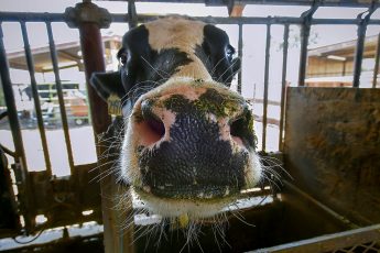 dairy cow, cattle feed, seaweed