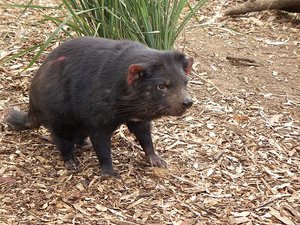 File - An older Tasmanian devil, fatter than a young devil with some scarring.