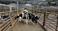 Calves after moved out after the sale at Kilkenny Mart. Photo: Roger Jones.