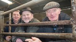 William Hepburn, Billy Magee and Thomas White at Raphoe Livestock Mart. Photo Clive Wasson