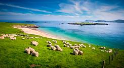 The Great Blasket Islands