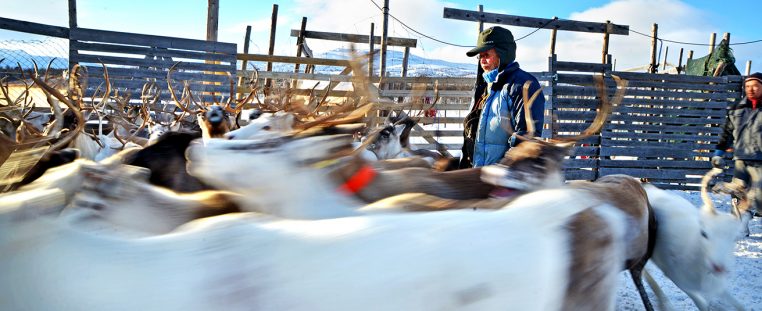 To familier driver reindrifta på Nerskogen i Trollheimen Sijte.