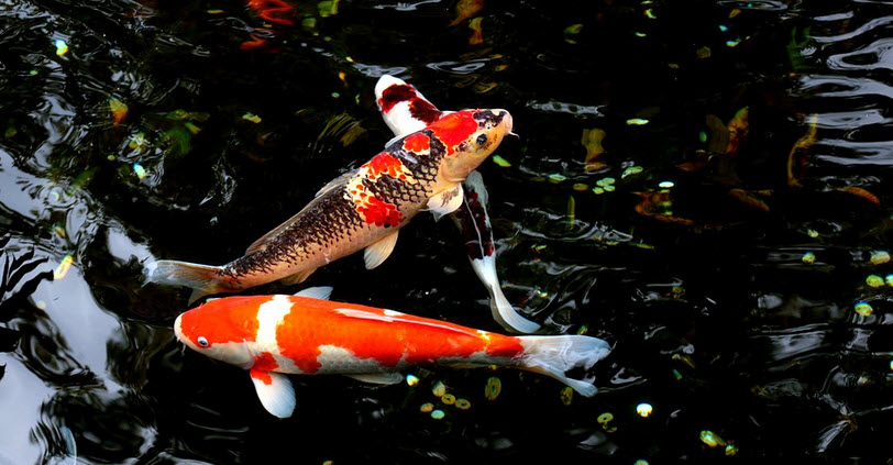 koi karpar