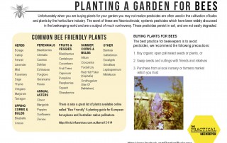 Planting a bee friendly garden