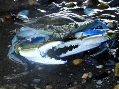 blue crab