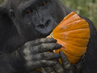 gorilla eatingn pumpkin