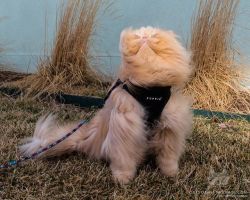 catsofinstagram:
?From @FloydTheLion: ?Ahh, wind in the fur! 🦁? #catsofinstagram [source: http://bit.ly/2G4ZOvE ]
?