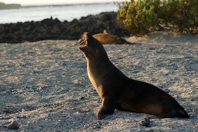 Galapagos - 2016