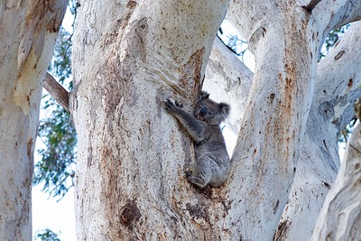 Australia - 2017