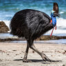 The cassowary was kept on the Florida farm, along with various other exotic birds.