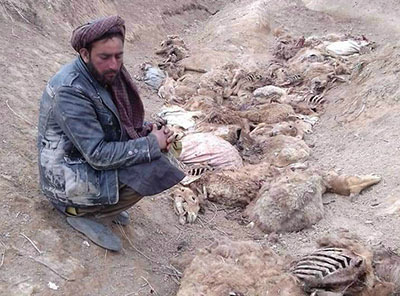 Farmer and dead cattle in Badghis province, Afghanistan