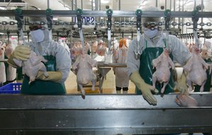 File - Thai workers work at a chicken factory in Saraburi Province, north of Bangkok, Thursday Nov. 10, 2005.