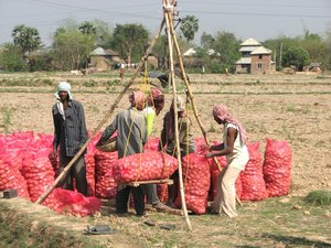 File - Agricultural workers collect and weigh potatoes in a field outside Kolkata, India.