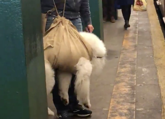 Video: MTA Conductor Doesn't Let Pathetic, Beautiful 'Bag Dog' Get On Subway