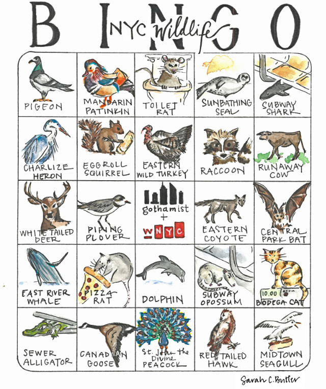 Play NYC Wildlife Bingo: How Many Of These Creatures Have You Spotted Around Town?