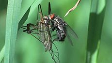 File:Kleptoparasitism video - Fly feeding on captured prey of a spider 2011.ogv