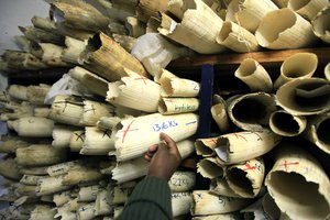 A  Zimbabwe National Parks official inspects elephant task during a tour of the  countrys Ivory stockpile at the  Zimbabwe National Parks Headquarters in Harare, Thursday, June, 2, 2016.