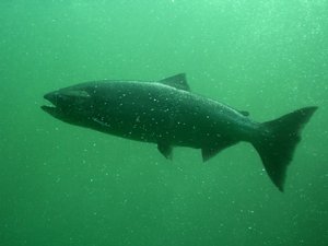 Chinook = King Salmon-fish (sl1)