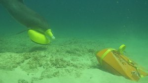 A bottlenose dolphin in the U.S. Navy Marine Mammal Program (NMMP), part of the MK 7 Marine Mammal System, places a marking device in the vicinity of an exercise sea mine in Southern California during the 2018 Rim of the Pacific (RIMPAC) exercise, July 18, 2018.