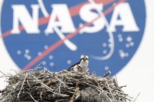 A female Osprey and one of her three chicks are seen against the backdrop of the NASA logo on the Vehicle Assembly Building at the Kennedy Space Center, Saturday, April 3, 2010, in Cape Canaveral, Fla.