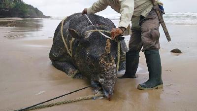 Poaching Not Likely Cause of Javan Rhino Death in Ujung Kulon