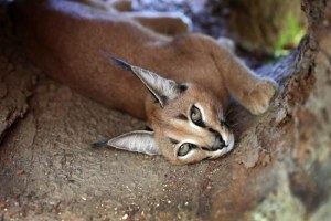 (Image supplied: Wild Cat Conservation Centre)