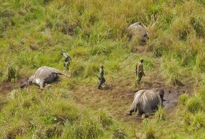 In this photo taken on Tuesday, May 20, 2014, Park ranges stand near the remains of three elephants that were killed by poachers in the Garamba National Park, situated in the Democratic Republic of Congo.