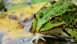 Green frog