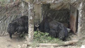 A couple of yaks feeding on plants at Padmaja Naidu Himalayan Zoological Park, Darjeeling, India