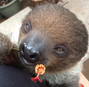 Happiness Incarnate: Sleepy Baby Sloth Eats Hibiscus Flowers