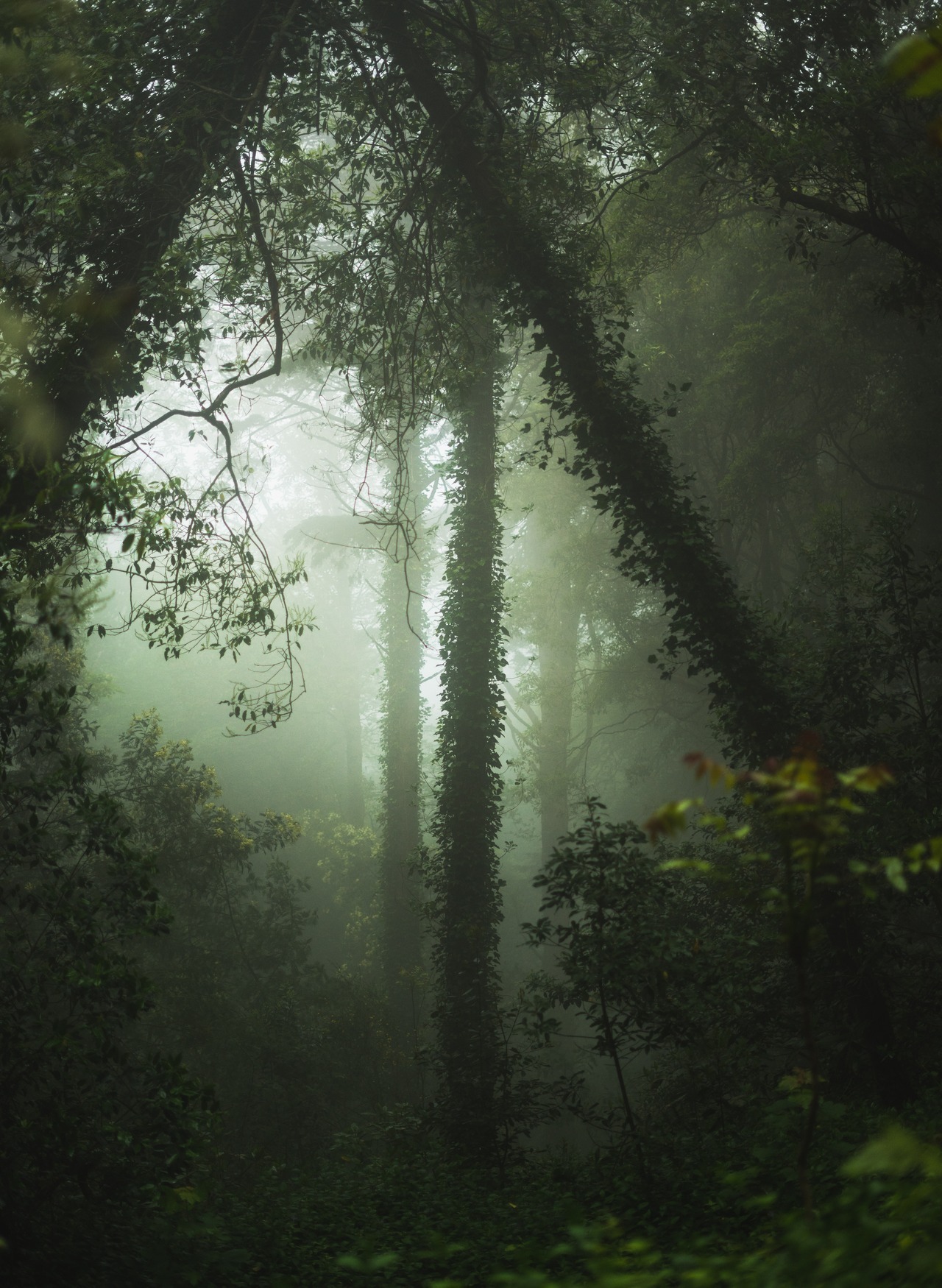 drxgonfly:
“Foggy Forrest (by Daniel Angele)
”