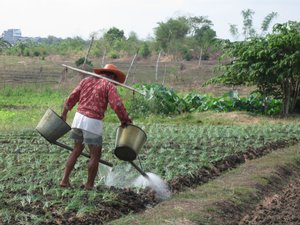 File - A farmer watering his onion crop in a field, Philippines.