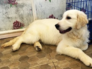 A white golden retriever calmly lounging inside a dog cafe, May 2017.