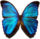 Morpho menelaus.png