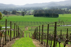 Vineyards in King Valley, Victoria.