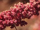 Quinoa seed head