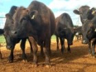 A Wagyu herd in Wundowie, Western Australia.