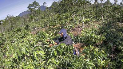 Coffee in the Protected Forest