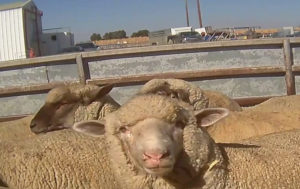 This sweet lamb is on the way to slaughter (1)