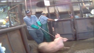 This downer pig is dragged away without being stunned