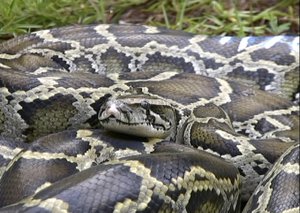 In this June 2009 file photo taken from video, a Burmese python is seen in the snake pit at the Savannah River Ecology Lab in South Carolina where scientists are collecting pythons for study.