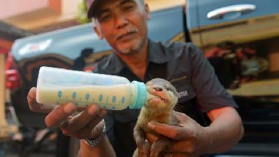 Upaya Penyelundupan Satwa Berang-berang yang Dilindungi ke Rusia