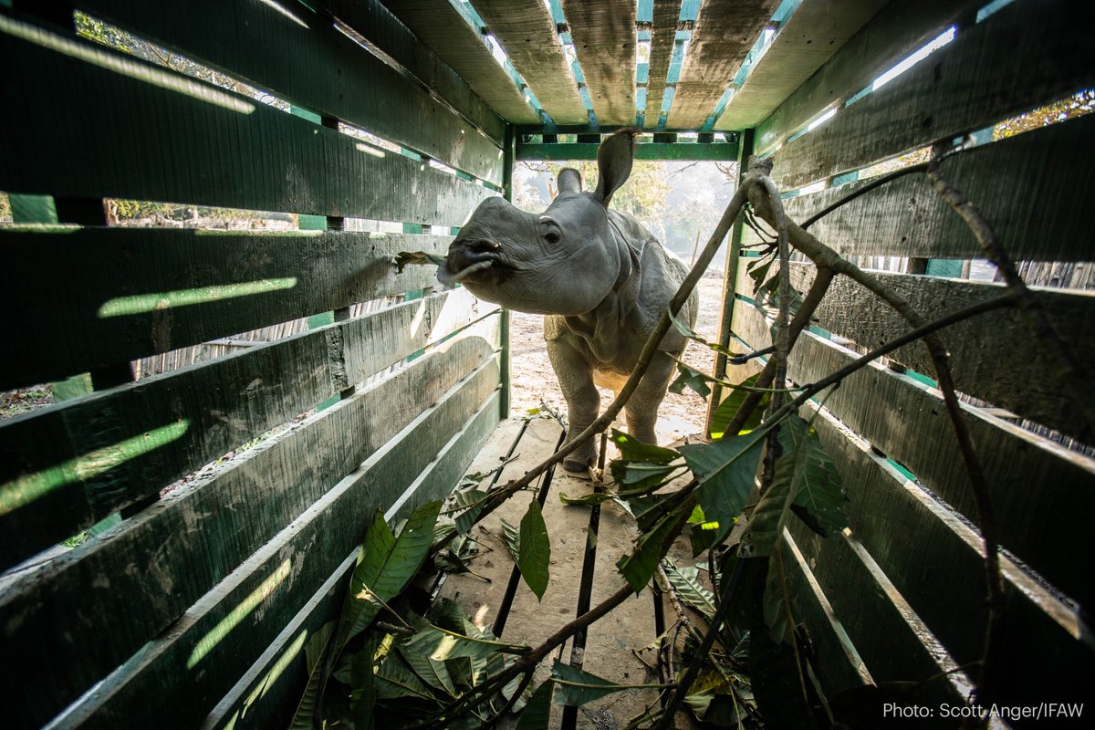 A rhino steps into a crate with green wooden slats.