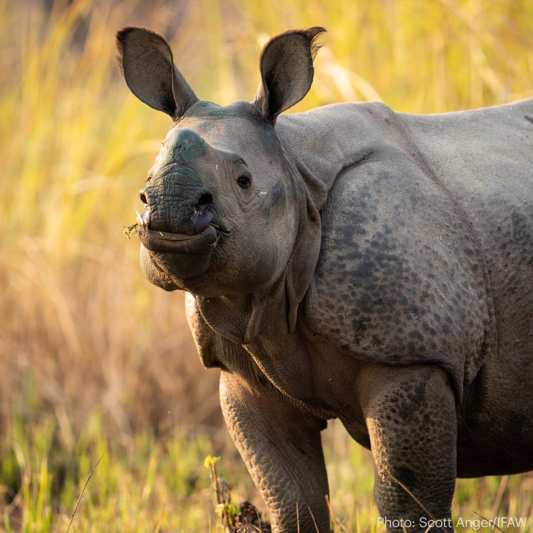 A rhino looks toward the camera. 