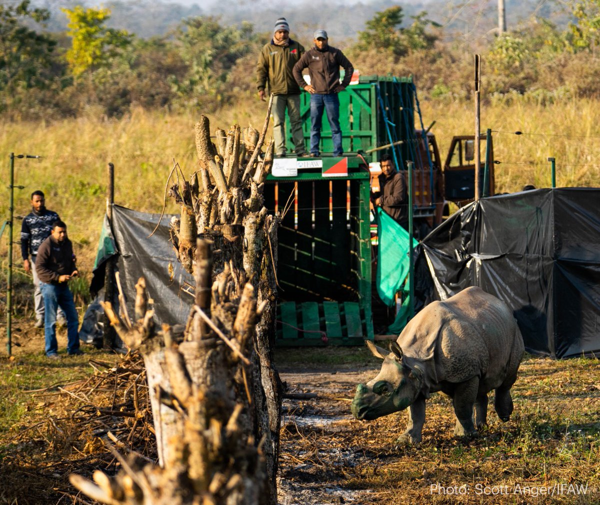 A rhino steps into its new enclosure. Behind it, men can be seen standing atop the crate it was just released from.