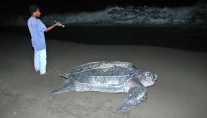 Five Giant Leatherback Turtles Lay Clutches of Eggs in Raja Ampat