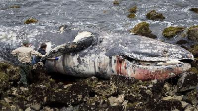 Whale Deaths in U.S.' West Coast May be Linked to Arctic Warmth